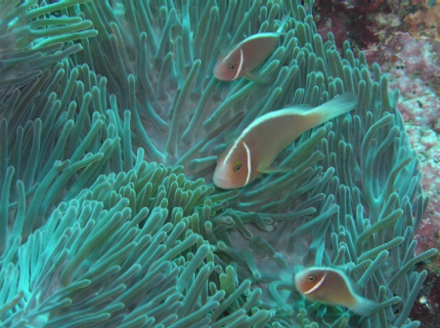 Amphiprion perideraion 00368.JPG